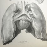 Anatomy of the lungs