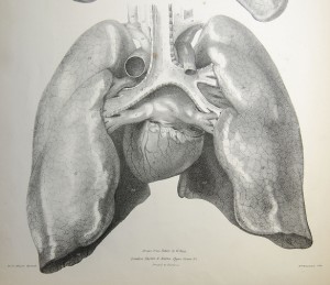 Vista posterior de los pulmones de Jones Quain en Las vísceras del cuerpo humano 1840