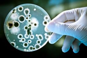 Placa de petri con cultivos bacterianos. Imagen: Shutterstock