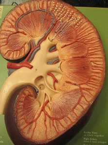 Modelo de riñón. Fotografía de Green Flames con licencia Creative Commons