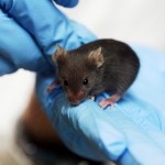 Lab_mouse_mg_3213