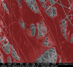 Células sembradas sobre el nuevo biomaterial impregnado con nanopartículas del compuesto de calcio ormoglass