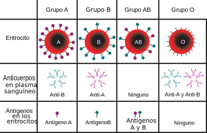 El tipo de sangre es determinado, en parte, por los antígenos de los grupos sanguíneos A, B, O, presentes en los glóbulos rojos. Las personas con sangre del tipo A: sus glóbulos rojos expresan antígenos de tipo A en su superficie y anticuerpos contra los antígenos B en el plasma. Las personas con sangre del tipo B: sus glóbulos rojos con antígenos de tipo B en su superficie y anticuerpos contra los antígenos A en el plasma. Las personas con sangre del tipo 0: no tienen dichos antígenos (A o B) en la superficie de sus glóbulos rojos, pero tienen anticuerpos contra ambos tipos. Las personas con sangre del tipo AB: teniendo ambos antígenos en la superficie de sus glóbulos rojos no fabrican anticuerpo alguno contra el antígeno A o B.