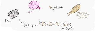¿Por qué es tan revolucionaria la técnica de CRISPR/Cas9?